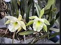 Rhyncholaelia Aristocrat (digbyana x glauca) * Omar Eduardo Rocha * Omar Eduardo Rocha